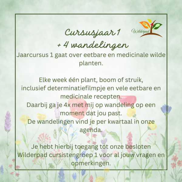 Pakket jaarcursus 1 + vier wandelingen