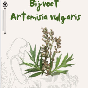 Boekje Bijvoet (NL)