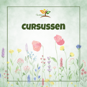 Cursussen